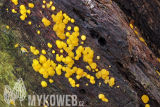 Bisporella citrina