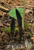 Geoglossum cookeanum