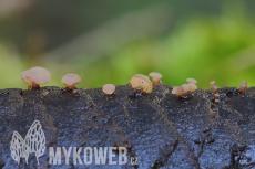 Ombrophila ianthina