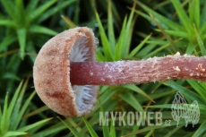 Cystoderma lilacipes