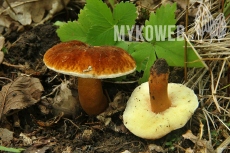 Gyroporus castaneus