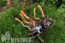 Cordyceps militaris