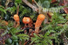 Cordyceps militaris