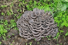 Pleurotus ostreatus