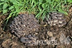 Pleurotus ostreatus