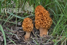 Morchella esculenta