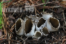 Helvella leucomelaena