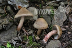 Inocybe bongardii