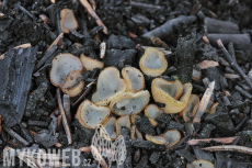 Trichophaea hemisphaerioides