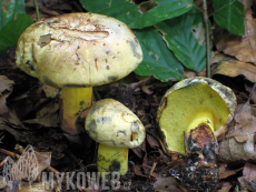 Boletus pulverulentus