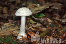 Amanita citrina