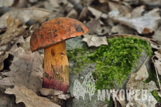 Boletus queletii