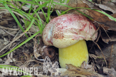 Boletus regius