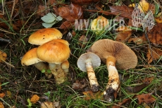 Cortinarius triumphans