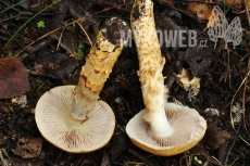 Cortinarius triumphans