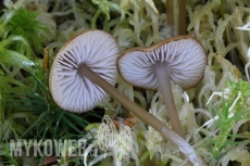 Tephrocybe palustris