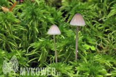 Mycena galopus