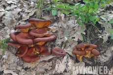 Omphalotus illudens