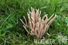 Clavaria fumosa