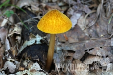 Pluteus leoninus