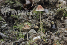 Psathyrella microrhiza