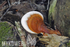 Ganoderma lucidum