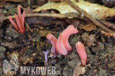 Clavaria incarnata