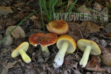 Russula aurea