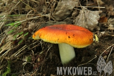 Russula aurea