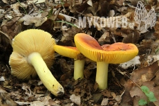 Russula aurea