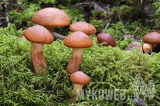 Suillus tridentinus