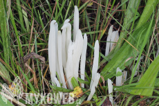 Clavaria fragilis