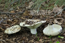 Russula delica