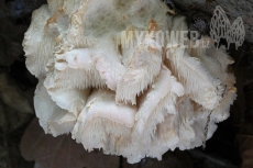 Hericium cirrhatum