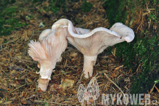 Hygrophorus persicolor