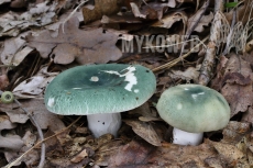 Russula virescens