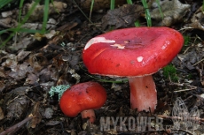 Russula rosea