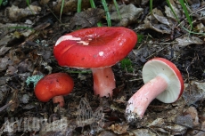 Russula rosea