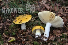 Russula claroflava