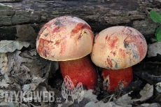 Boletus luteocupreus