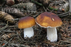 Boletus edulis