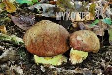 Boletus appendiculatus