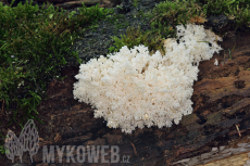 Hericium coralloides