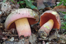 Boletus legaliae