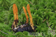 Cordyceps militaris