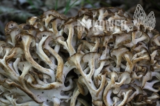 Polyporus umbellatus