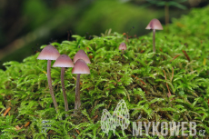 Mycena haematopus