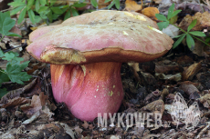 Boletus legaliae