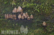 Mycena abramsii