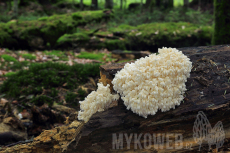 Hericium coralloides